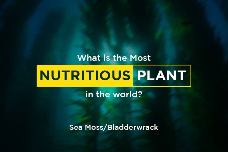 Most Nutritious Plant in the World