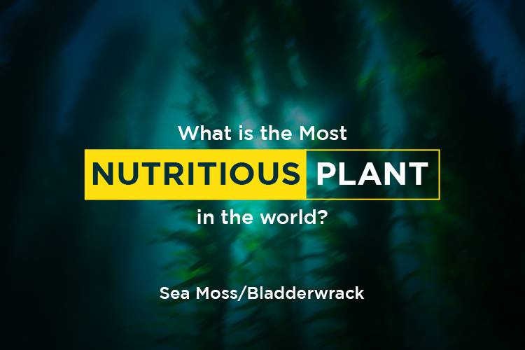 what-is-the-most-nutritious-plant-in-the-world