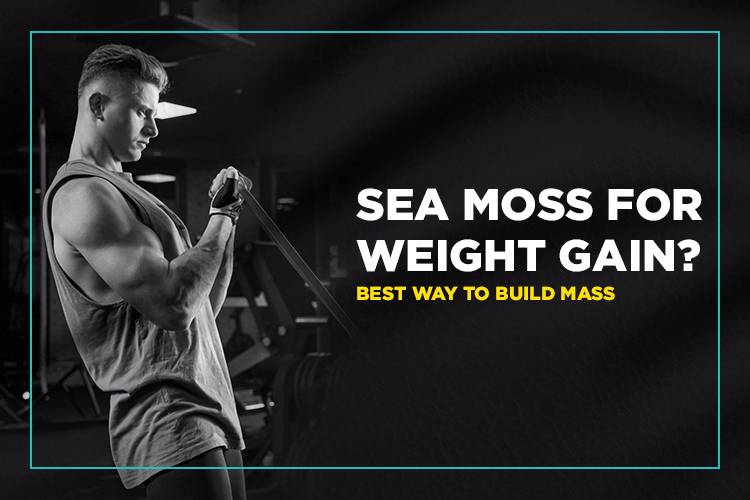 sea moss for weight gain